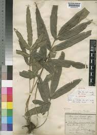 Image result for Pteris commutata