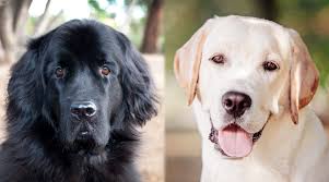 Bull terrier or australian cattle dog or labrador retriever? Newfoundland Vs Labrador Retriever Breed Differences And Similarities