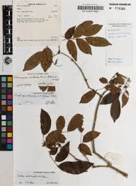 Image result for Crudia