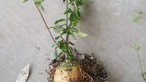 Check spelling or type a new query. Reporting Fockea Edulis