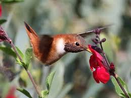 800 n santa fe ave. Pollinators Of The Rocky Mountain Region