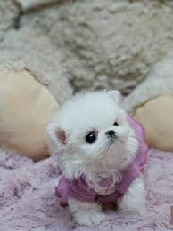 Make sure you are not only choosing the right breed for you, but also that you're getting it from the right individual. Teacup Maltese Teacup Maltese For Sale Maltese Puppies Tiny Micro 954 324 0149