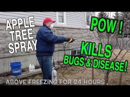 Dormant Spray For Apple Trees You Will Learn When And How To Spray Your Apple Tree Youtube