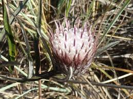 Image result for Dicoma capensis