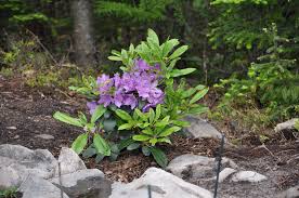Purple Passion Rhododendron Rhododendron Plants Purple