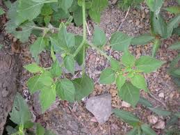 Image result for Physalis lagascae