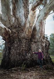 Image result for Eucalyptus camaldulensis
