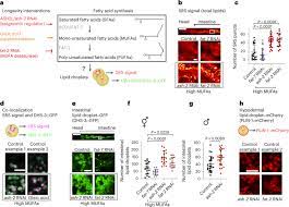 Lipid droplets and peroxisomes are co-regulated to drive lifespan extension  in response to mono-unsaturated fatty acids | Nature Cell Biology