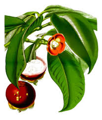 Image result for Garcinia mangostana