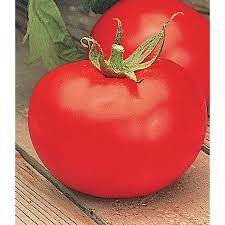The better boy variety of tomato has been in existence for more than 50 years and is a guinness record holder for amount of fruit produced from a single plant. Better Boy Vfn F1 Hybrid Tomato Seeds Ne Seed