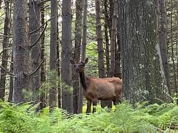 Elk cam in benezette pa. Benezette Hashtag On Twitter