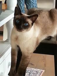 What is the average siamese cats lifespan? Traditional Applehead Siamese Cats And Kittens Breeder Diane Dunaway Pure Bred Siamese For Sale