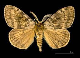 Here's a female with two males Lymantria Dispar Wikipedia