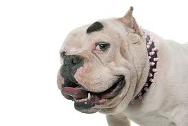 For famous dogs from fiction, see list of fictional dogs. Badass Dog Names 171 Tough And Tenacious Ideas My Dog S Name