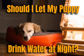 They could do some of the following treatments: Should I Let My Puppy Drink Water At Night Houndgames