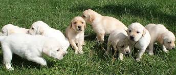 Are you local to md and need a dog sitter for your puppy or older labradoodle? Puppies For Sale A Variety Of Breeds Lancasterpa Com