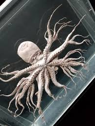 Time can be used to make many items, including humans, fossils, and the father time deity. Found This Photo Of An Octopus With A Mutation That Caused Its Arms To Branch Reminded Me Of Old Night And The Tree Roots Theoa
