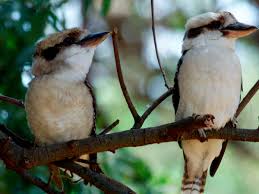 Check out our range at. Kookaburra And Magpie Among Australian Birds In Decline Says Report Birds The Guardian
