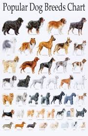 pin on animal domestic dogs