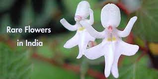 Hindi flowers chart flower names in hindi. Did You Know About These Rare Flowers Of India