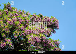 Image result for Millettia dura