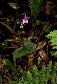 Image result for Disperis