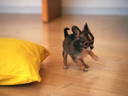 4.6 out of 5 stars 466 55 Very Beautiful Chihuahua Dog Photos And Pictures