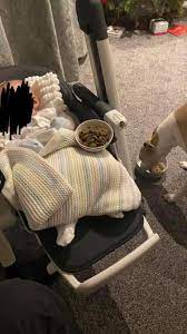 Save with tlc pet food coupons & promo codes coupons and promo codes for june, 2021. Their Dog Hasn T Eaten Well Since They Brought Their Baby Home Dog Kept Taking Food Into The Living Room And Leaving It There Someone Suggested The Dog Might Be Worried The