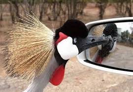 If you have a baby bird in the house, they are likely going through the completely normal molting process where they experience feather loss. 20 Animals Having A Bad Hair Day
