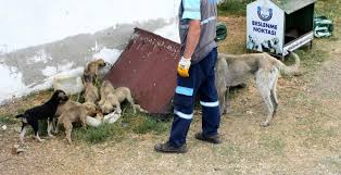 Bursa Da Sahipsiz Yavru Kopekler Koruma Altinda Bursada Bugun Bursa Bursa Haber Bursa Haberi Bursa Haberleri Bursa