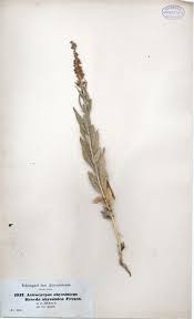 Image result for Caylusea abyssinica