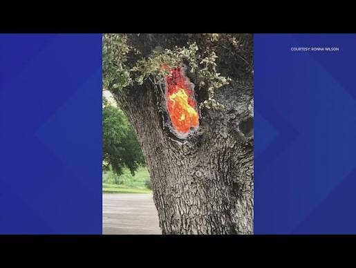 Incredible! Fire burning inside tree after lightning strike near Austin