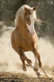 Idees Mariage Ivoire Chocolat Carnet D Inspiration 1 Melle Cereza Blog Mariage Original Horses Pretty Horses Palomino Horse