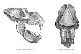 Skull of the Mandrill and Head of the Mandrill - UWDC - UW-Madison Libraries
