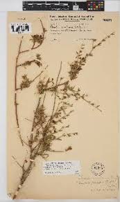 Image result for Otholobium foliosum