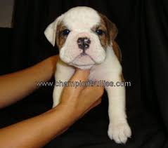 The french bulldog is a loving and affectionate dog breed that loves to play. English Bulldog Breeder English Bulldog Puppies For Sale