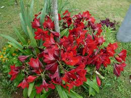 Do you know how to propagate amaryllis? Dividing Outdoor Amaryllis When To Split Amaryllis Plants In The Garden