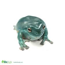Check spelling or type a new query. Bioactivity And White S Tree Frogs The Bio Dude