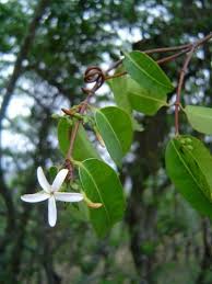 Image result for Landolphia eminiana