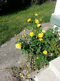 Cha Ching Yellow Rose Yellow Roses Plants Garden