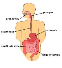 Once the food enters the mouth, chewing (mastication) breaks food into smaller particles that. The Location And Function Of Pharynx And Esophagus Earth S Lab