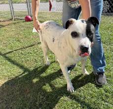Adopted cowboy seeking new home, meet at Waterloo
