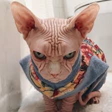 Cyberpunk 2077, cd projekt red, video game art, photoshop, keanu reeves. Ugly Cat Meme Generator Imgflip