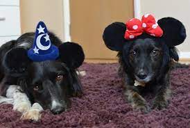Pin On Dogs