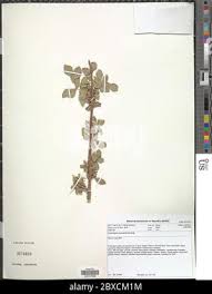 Image result for Commiphora mombassensis