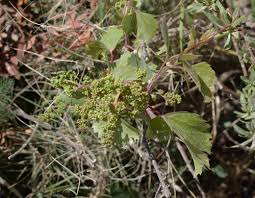 Image result for Rhoicissus revoilii