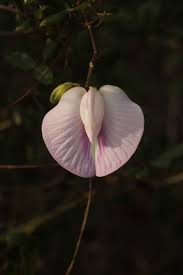 Image result for Centrosema