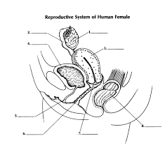 Conduit for urine form bladder b. The Female Reproductive System Worksheet Promotiontablecovers