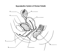 In this video i'm going to draw diagram of … The Female Reproductive System Worksheet Promotiontablecovers