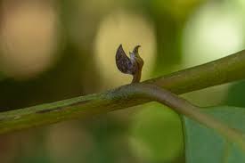 Image result for Cryptocarya liebertiana